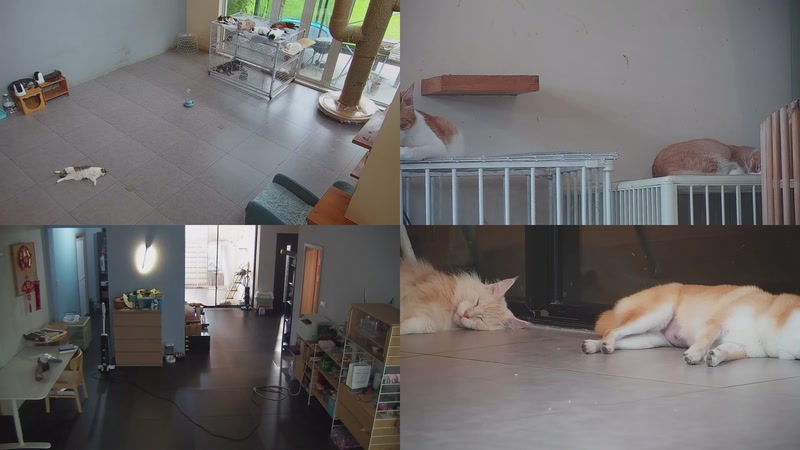 【2025-09-24 15点场】喵放送：喵放送☀️喵呜~