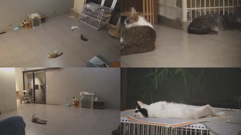 【2025-09-24 03点场】喵放送：喵放送☀️喵呜~