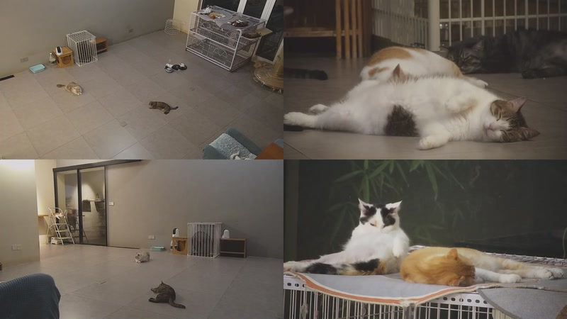 【2025-09-24 01点场】喵放送：喵放送☀️喵呜~