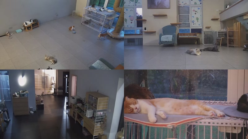 【2025-09-25 17点场】喵放送：喵放送☀️喵呜~