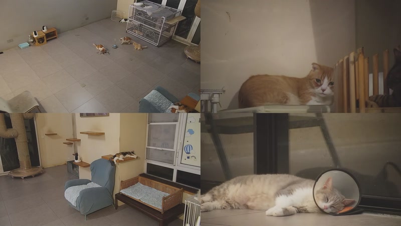 【2025-09-25 01点场】喵放送：喵放送☀️喵呜~