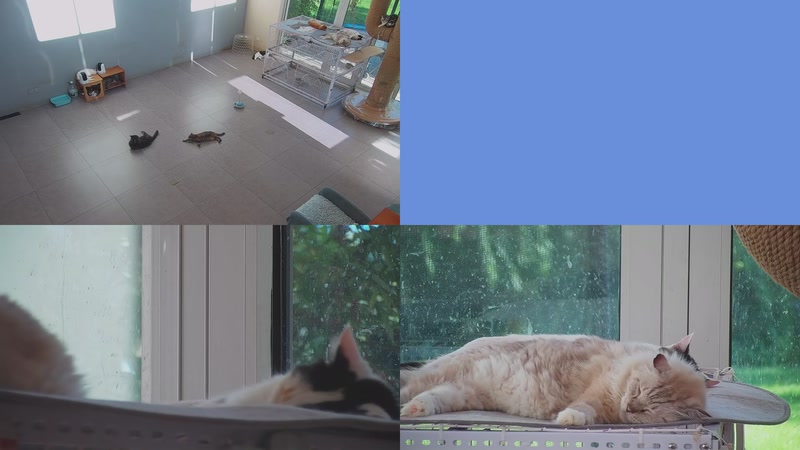 【2025-09-25 15点场】喵放送：喵放送☀️喵呜~