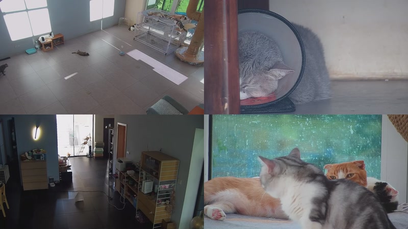 【2025-09-25 15点场】喵放送：喵放送☀️喵呜~