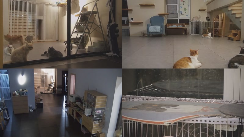 【2025-09-25 19点场】喵放送：喵放送☀️喵呜~