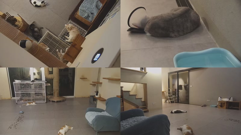 【2025-09-26 03点场】喵放送：喵放送☀️喵呜~