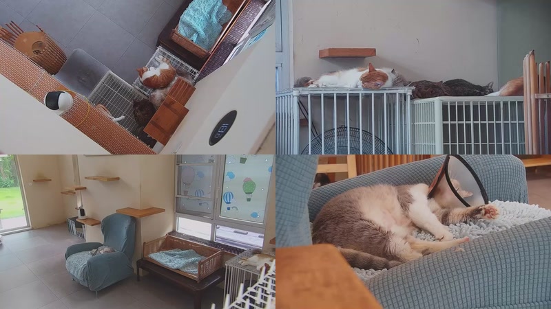 【2025-09-26 13点场】喵放送：喵放送☀️喵呜~