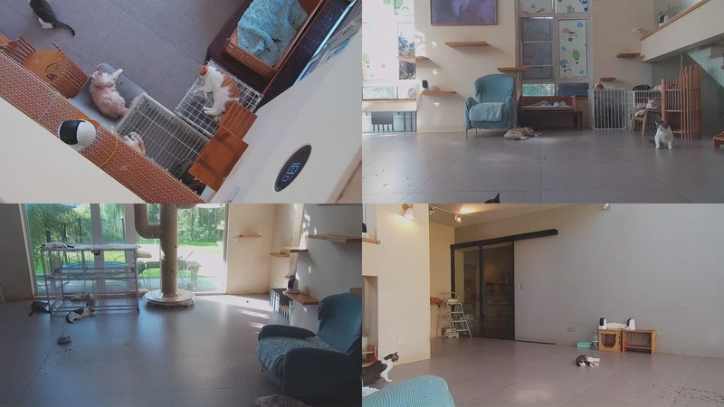 【2025-09-26 07点场】喵放送：喵放送☀️喵呜~