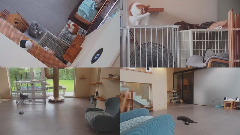 【2025-09-26 15点场】喵放送：喵放送☀️喵呜~