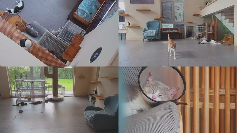 【2025-09-26 09点场】喵放送：喵放送☀️喵呜~