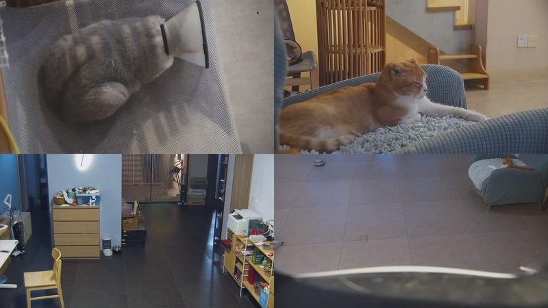 【2025-09-26 17点场】喵放送：喵放送☀️喵呜~