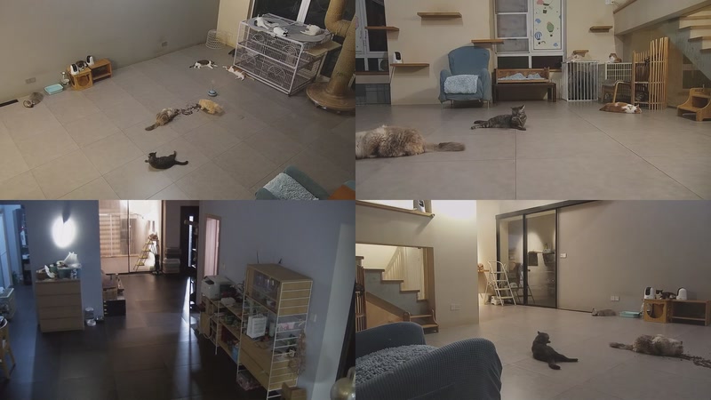 【2025-09-25 21点场】喵放送：喵放送☀️喵呜~