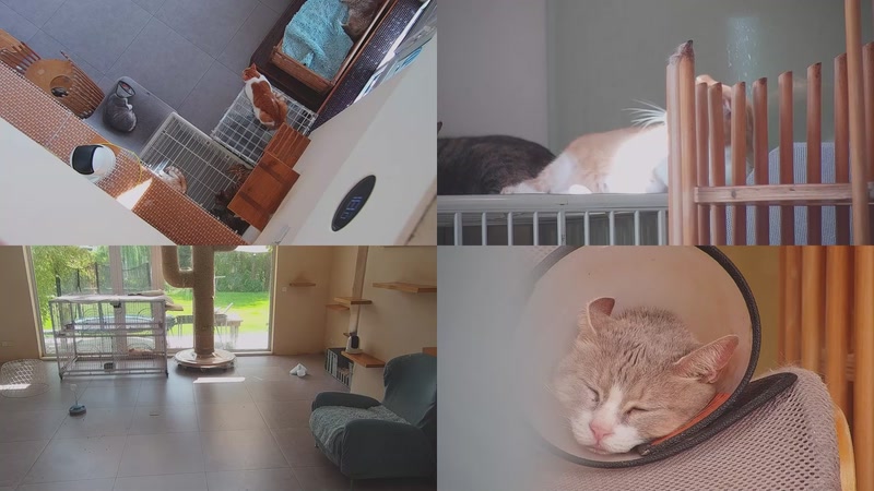 【2025-09-26 11点场】喵放送：喵放送☀️喵呜~