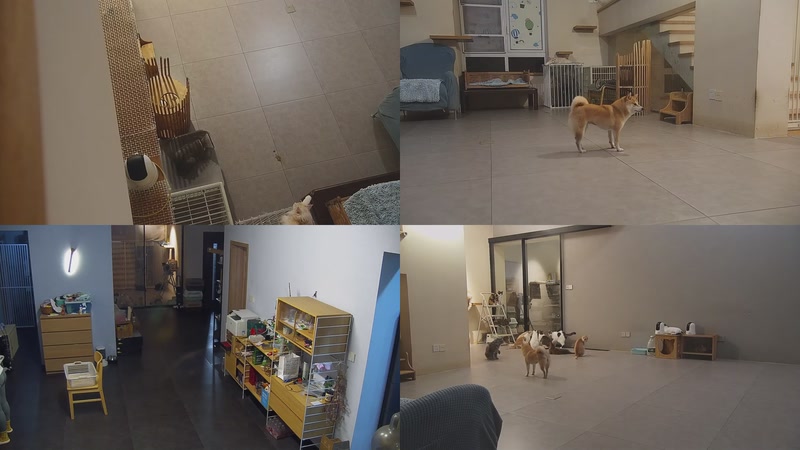 【2025-09-26 19点场】喵放送：喵放送☀️喵呜~