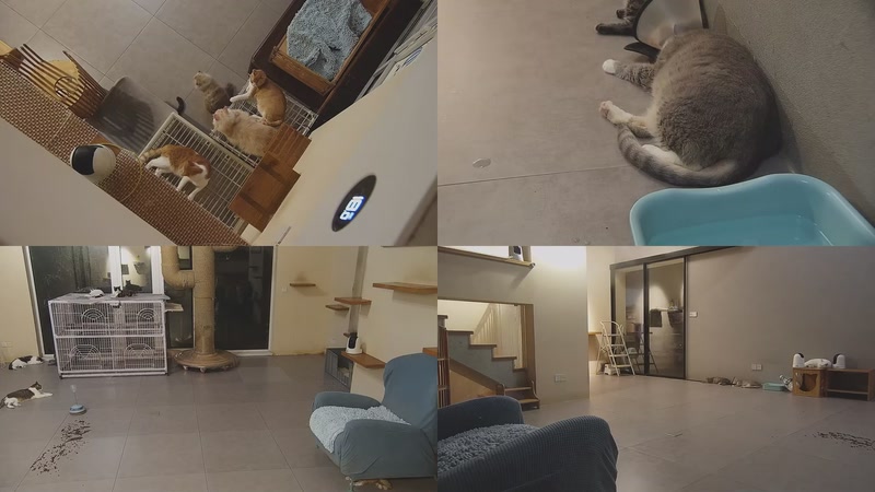 【2025-09-26 01点场】喵放送：喵放送☀️喵呜~