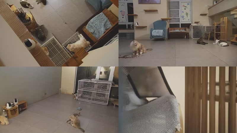 【2025-09-26 21点场】喵放送：喵放送☀️喵呜~