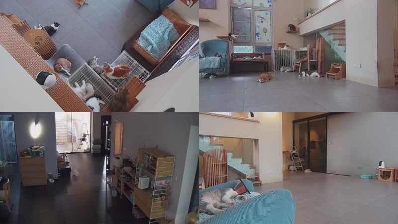 【2025-09-27 16点场】喵放送：喵放送☀️喵呜~