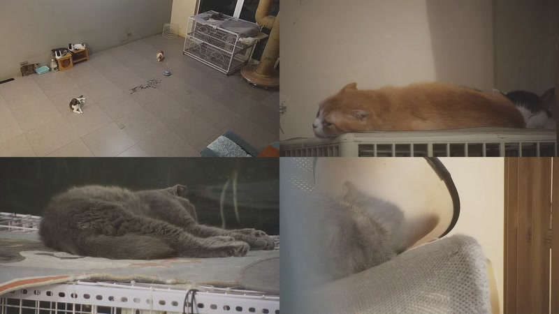 【2025-09-26 23点场】喵放送：喵放送☀️喵呜~