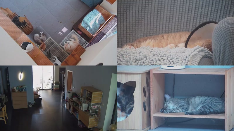 【2025-09-27 14点场】喵放送：喵放送☀️喵呜~