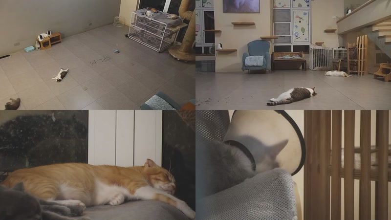 【2025-09-27 03点场】喵放送：喵放送☀️喵呜~