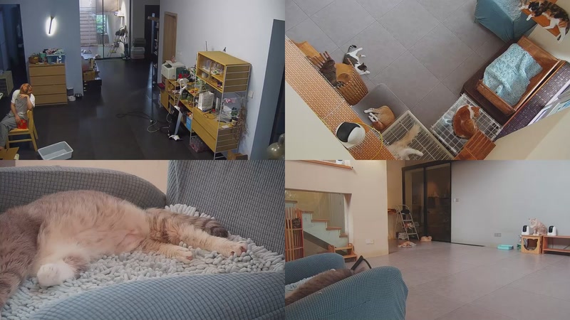 【2025-09-28 16点场】喵放送：喵放送☀️喵呜~