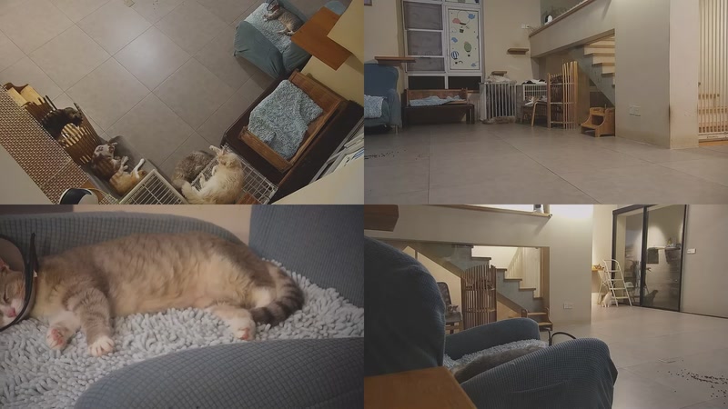 【2025-09-28 02点场】喵放送：喵放送☀️喵呜~