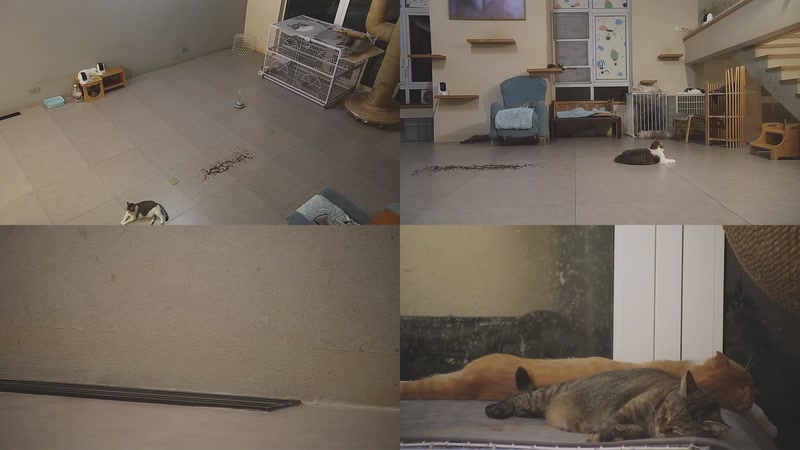 【2025-09-27 22点场】喵放送：喵放送☀️喵呜~