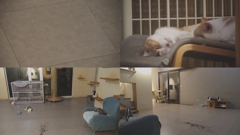 【2025-09-28 00点场】喵放送：喵放送☀️喵呜~