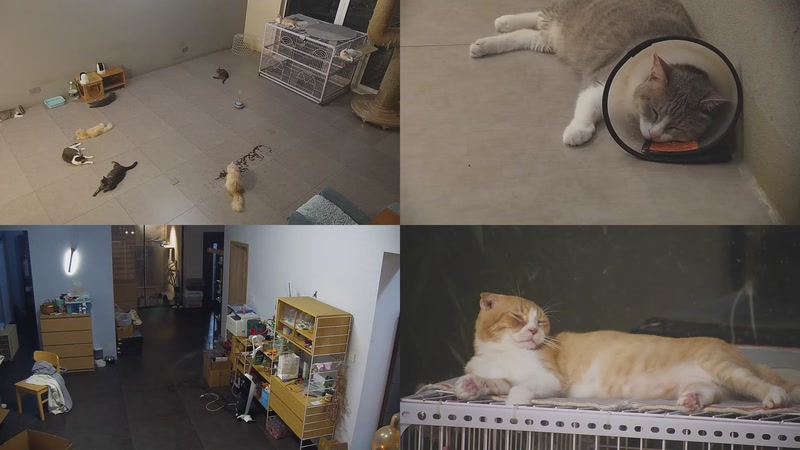 【2025-09-28 20点场】喵放送：喵放送☀️喵呜~