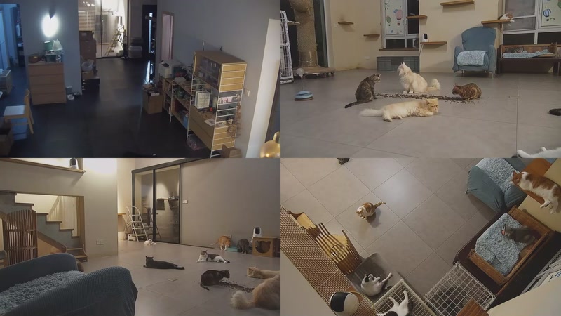 【2025-09-29 20点场】喵放送：喵放送☀️喵呜~