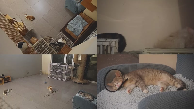 【2025-09-29 02点场】喵放送：喵放送☀️喵呜~