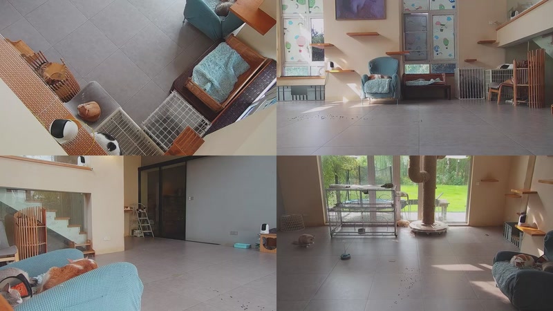 【2025-09-29 08点场】喵放送：喵放送☀️喵呜~