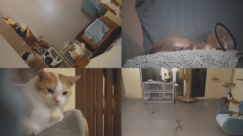 【2025-09-29 00点场】喵放送：喵放送☀️喵呜~