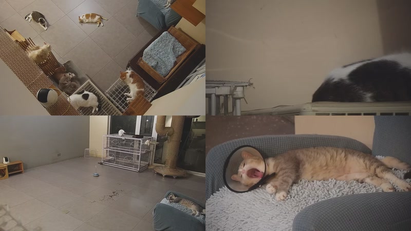 【2025-09-29 04点场】喵放送：喵放送☀️喵呜~