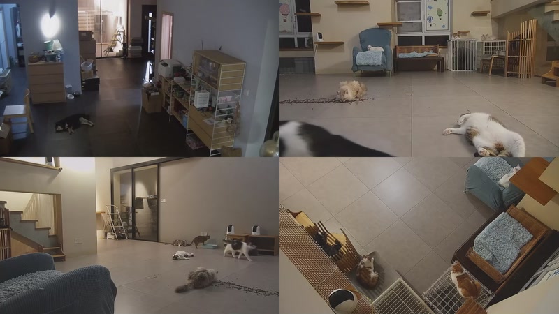 【2025-09-30 00点场】喵放送：喵放送☀️喵呜~