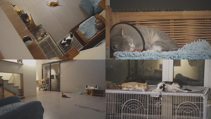 【2025-09-30 02点场】喵放送：喵放送☀️喵呜~