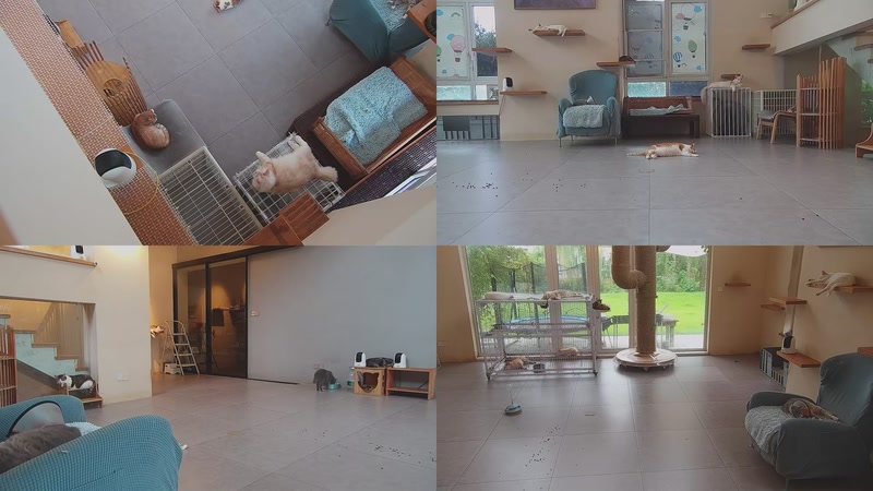 【2025-09-30 06点场】喵放送：喵放送☀️喵呜~