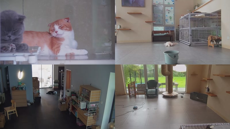 【2025-09-30 12点场】喵放送：喵放送☀️喵呜~