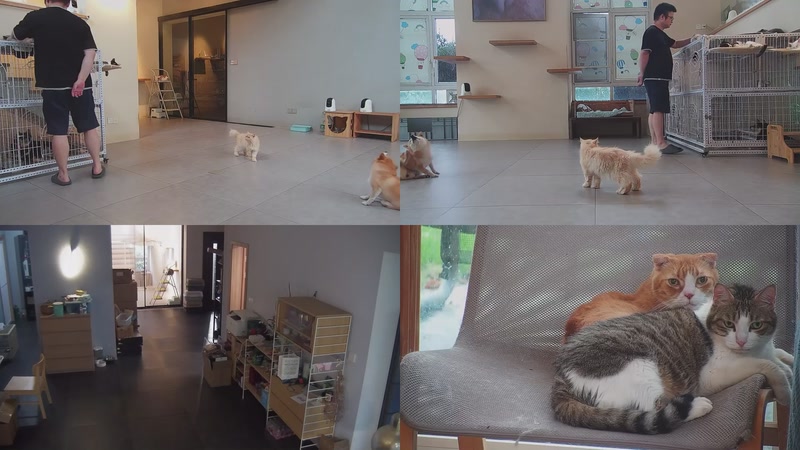 【2025-09-30 16点场】喵放送：喵放送☀️喵呜~