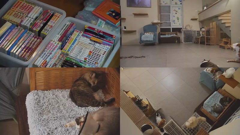 【2025-09-29 22点场】喵放送：喵放送☀️喵呜~