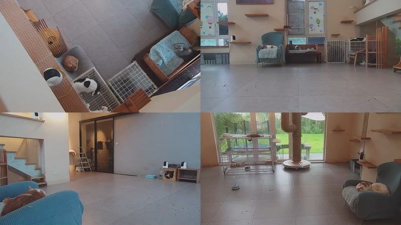 【2025-09-30 08点场】喵放送：喵放送☀️喵呜~