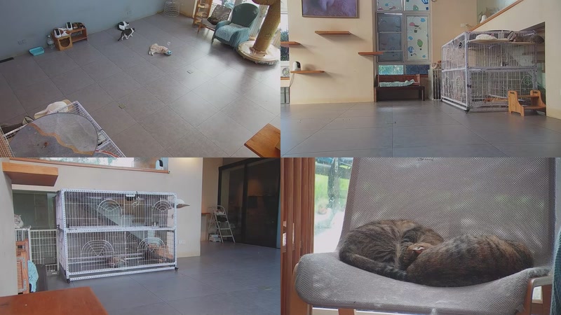 【2025-10-01 06点场】喵放送：喵放送☀️喵呜~