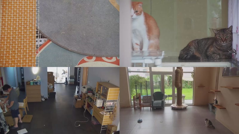 【2025-10-01 12点场】喵放送：喵放送☀️喵呜~