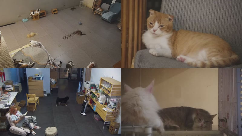 【2025-10-01 20点场】喵放送：喵放送☀️喵呜~