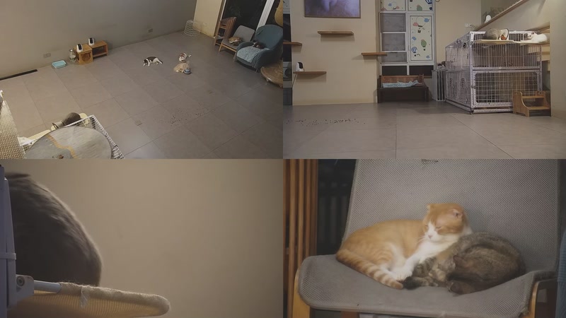 【2025-10-01 04点场】喵放送：喵放送☀️喵呜~