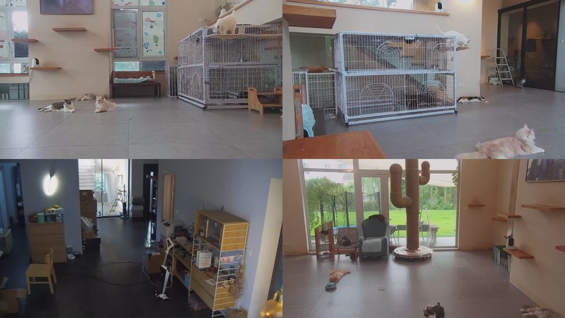 【2025-10-01 14点场】喵放送：喵放送☀️喵呜~