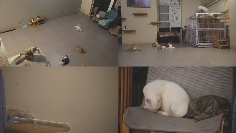 【2025-10-01 02点场】喵放送：喵放送☀️喵呜~