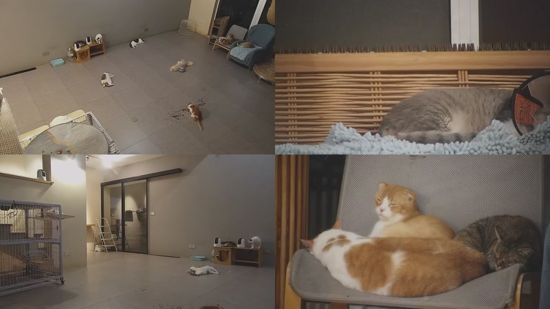 【2025-10-01 00点场】喵放送：喵放送☀️喵呜~