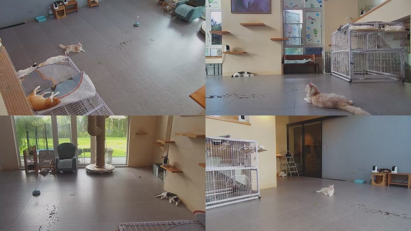 【2025-10-02 06点场】喵放送：喵放送☀️喵呜~