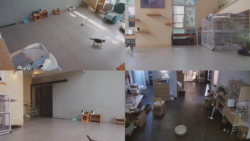 【2025-10-02 16点场】喵放送：喵放送☀️喵呜~