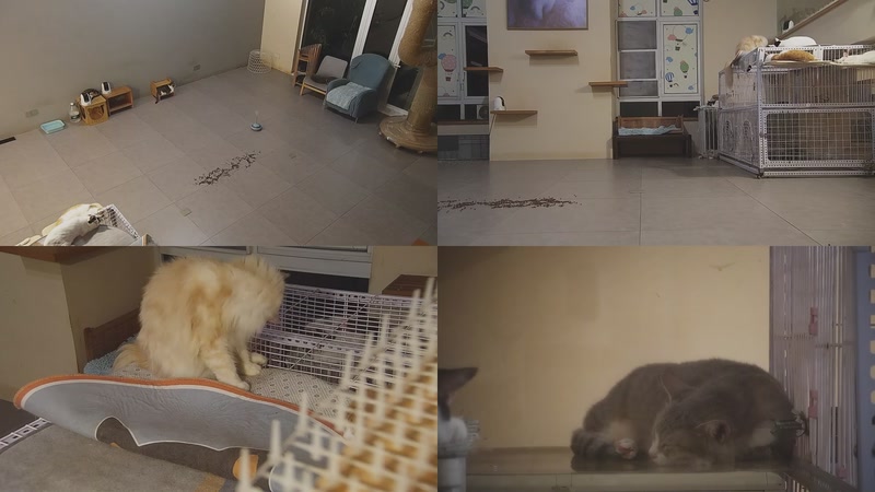 【2025-10-02 00点场】喵放送：喵放送☀️喵呜~